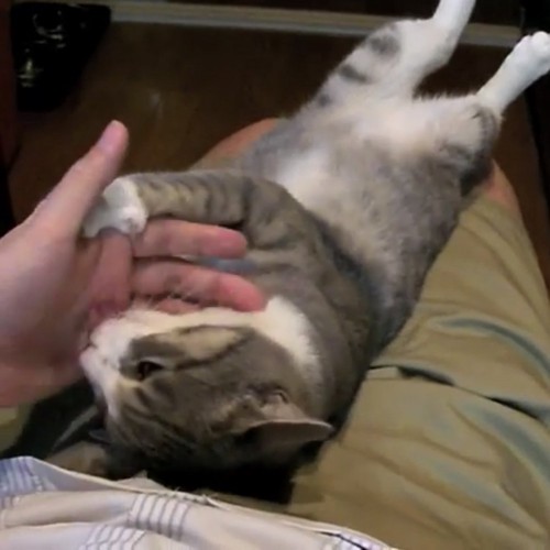 飼い主さんの手をつかむ猫の写真