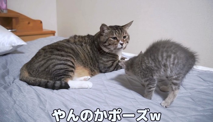 なんだこの大きな猫は…！