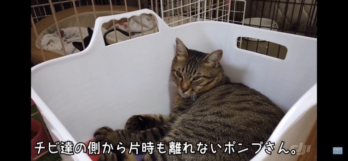 子猫のそばにポンプさん