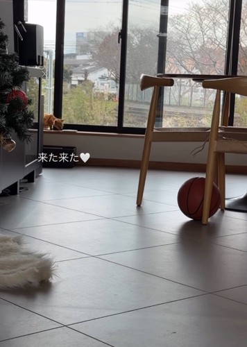 家の中に入る子猫