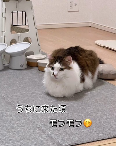 ラグの上で伏せている猫