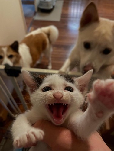 鳴く子猫と後ろから見ている犬たち