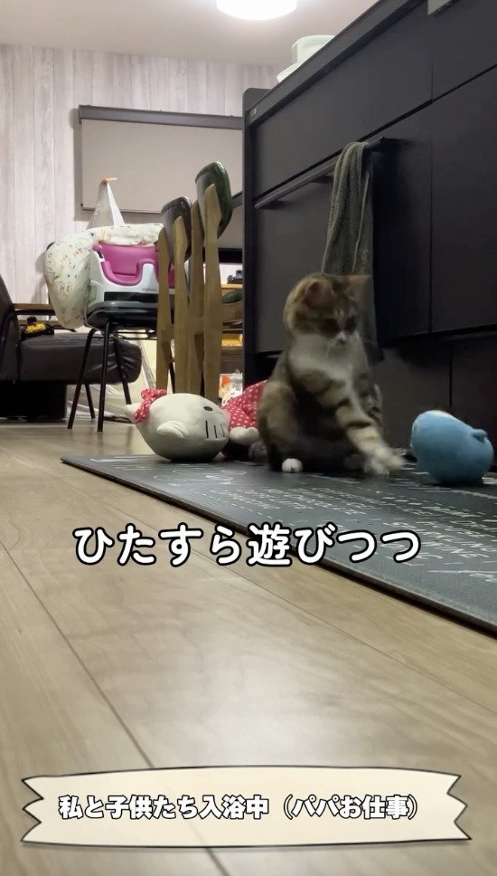 ぬいぐるみで遊ぶ猫