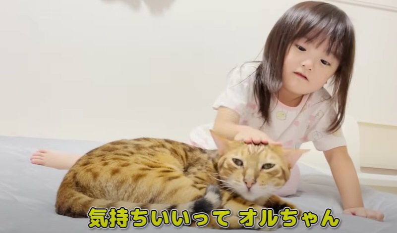 猫を撫でる女の子