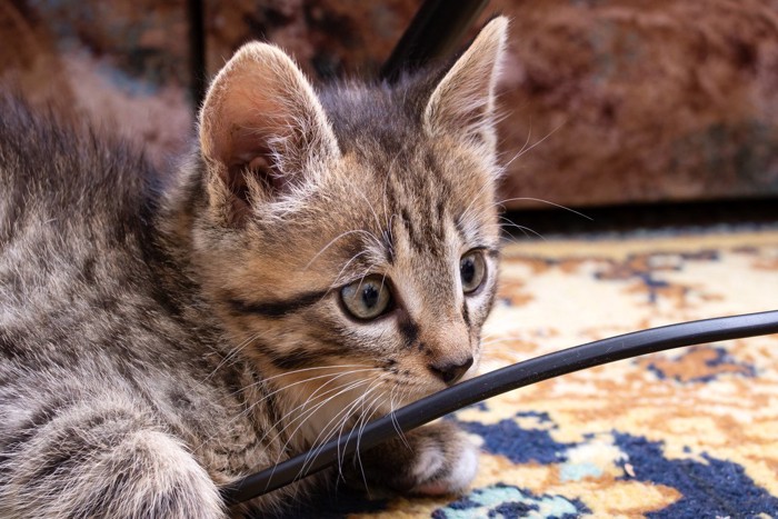 コードを噛もうとする子猫