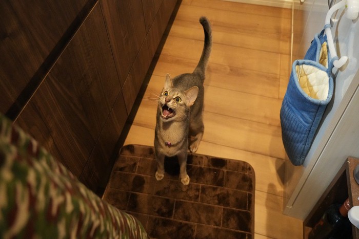 鳴いている猫