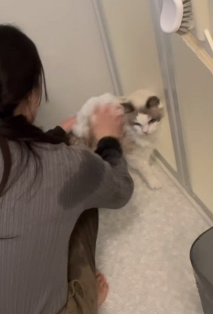 猫をシャンプーする