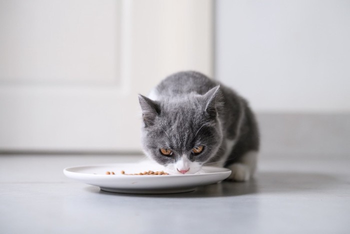 食事中の猫