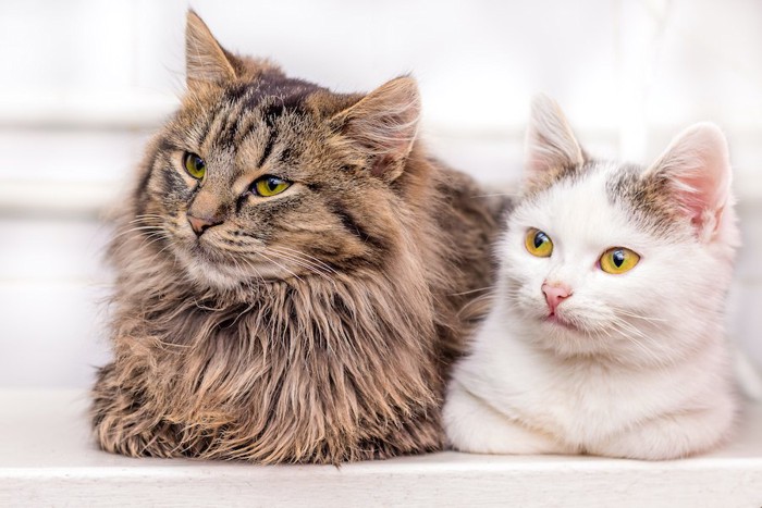 並んで同じ方向を見つめる長毛と短毛の猫