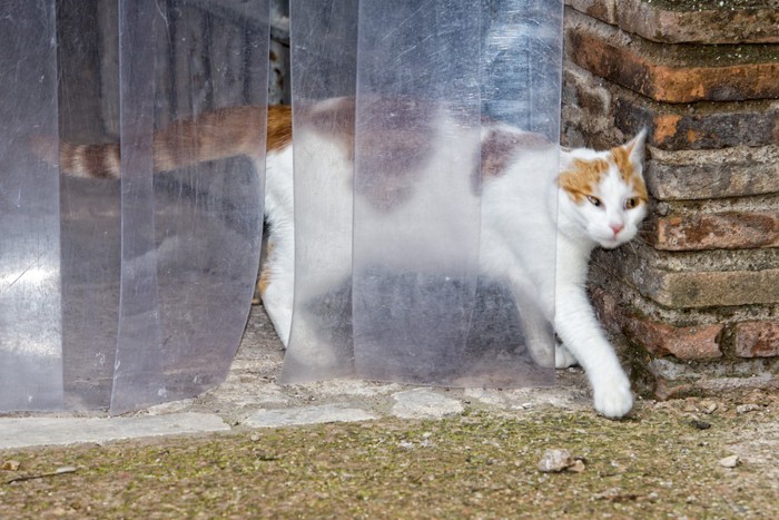 脱走する猫