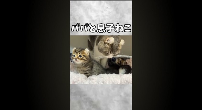 パパと息子猫