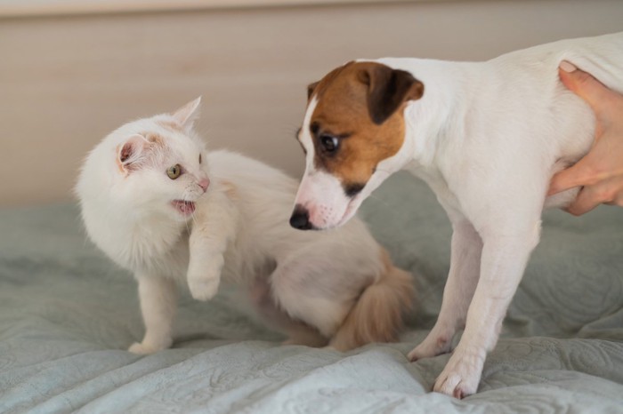 不満そうな顔の猫