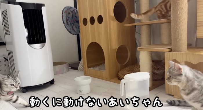 固まる猫