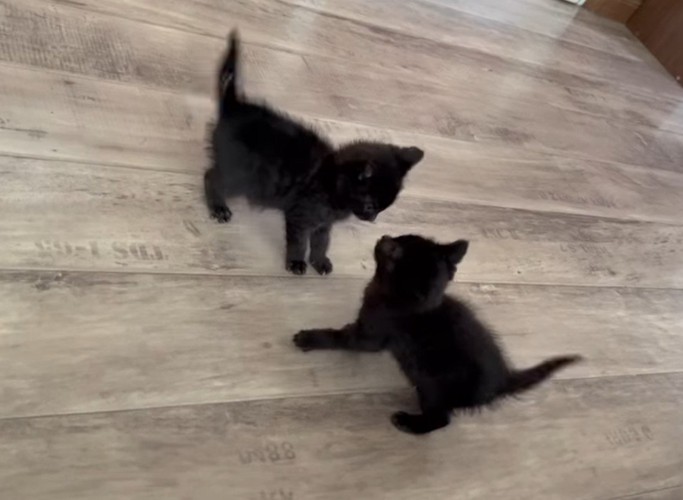 じゃれ合う2匹の黒猫