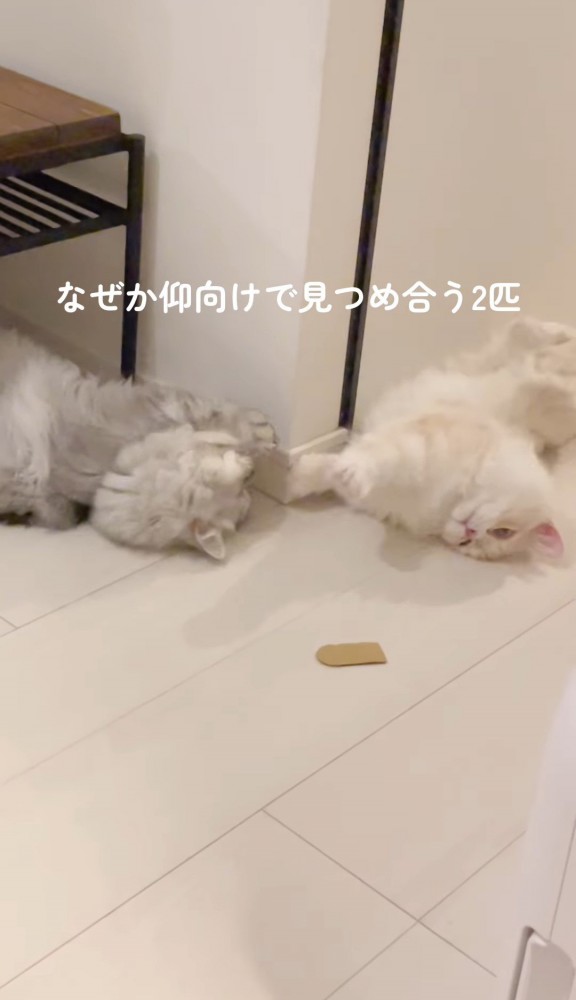 仰向けで見つめ合う2匹の猫