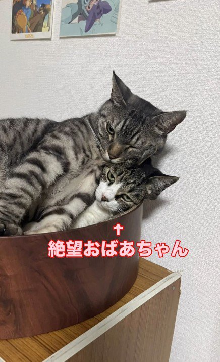 猫用ベッドの中の2匹の猫