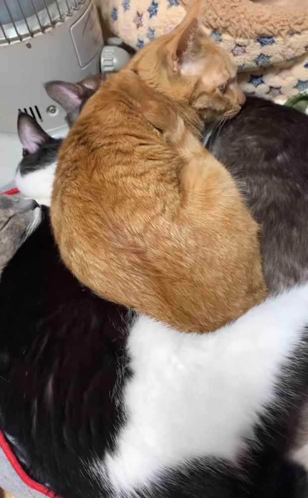 みんなの上に乗る猫