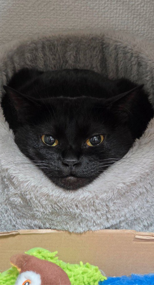 グレーのペット用ベッドに入っている猫