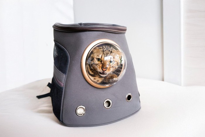 キャリーバッグに入る猫