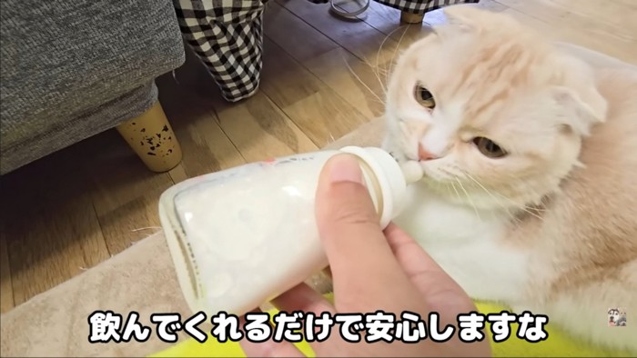 飲んでる猫3