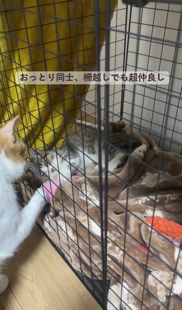 おもちゃで遊ぶ子猫とこたろうくん