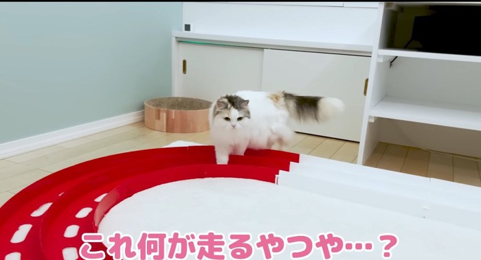 レールの上の猫