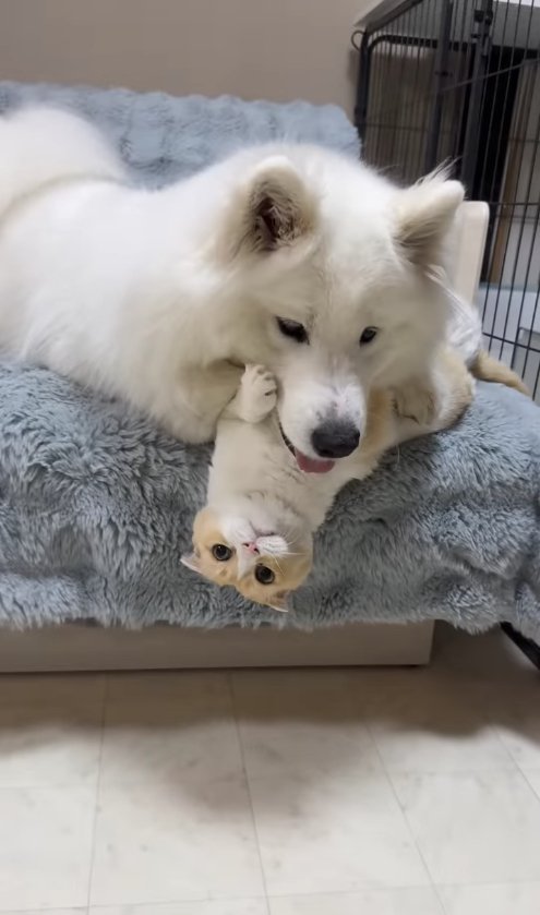 ソファの上で仰向けになった猫の上に乗る大型犬