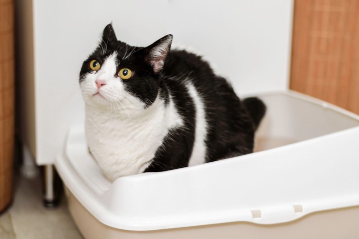 排泄中の猫