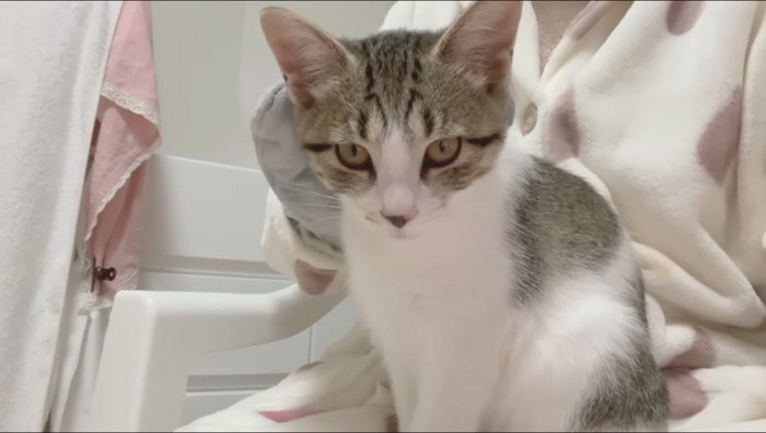 投稿者に撫でられる子猫