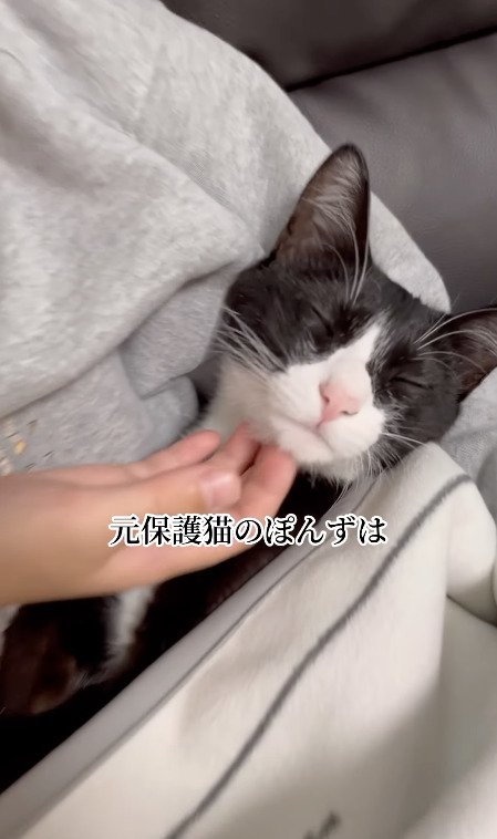 首を触られる猫