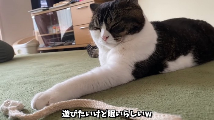 前足を伸ばして目を閉じる猫