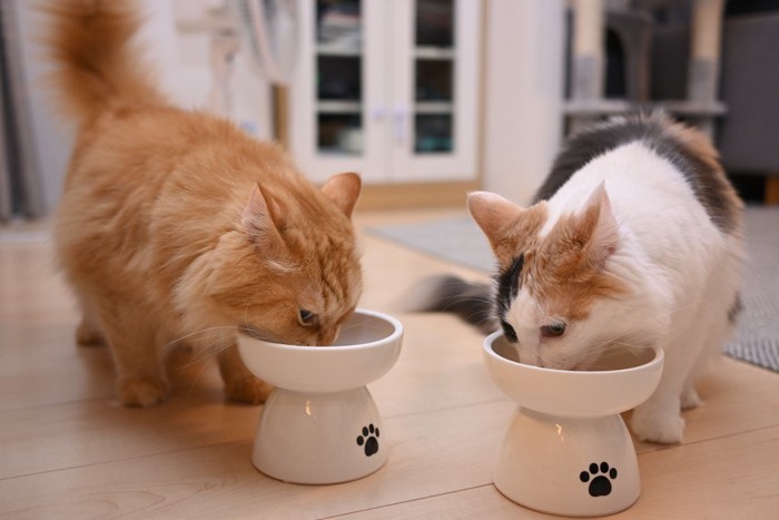 2匹で一緒に仲良くご飯を食べる猫