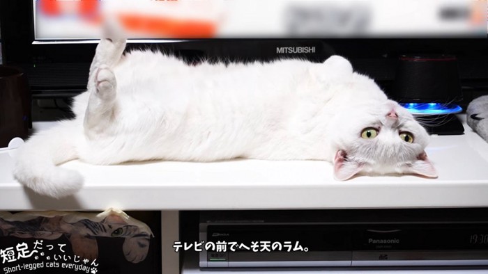 仰向けの猫