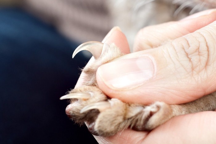 手で広げた猫の手