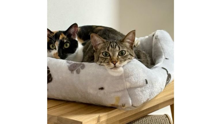 ベッドに入っている猫たち