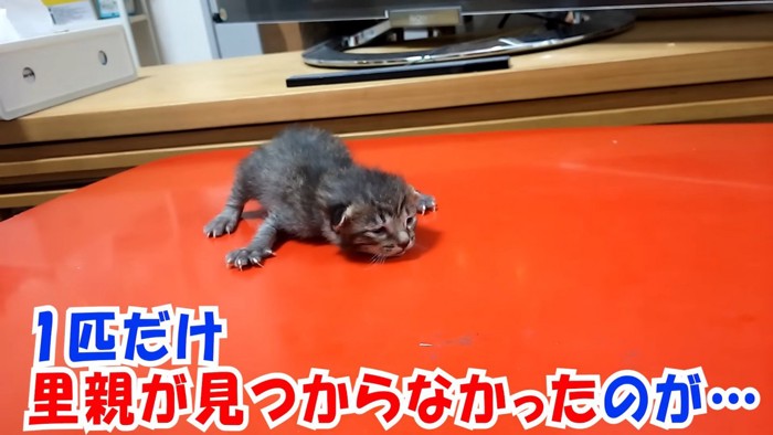 うつ伏せの子猫