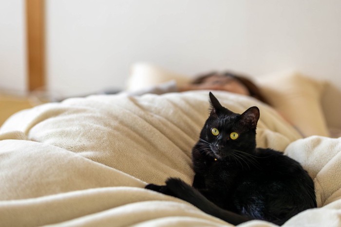 布団の上で寝る黒猫