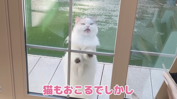 窓に手をつく猫