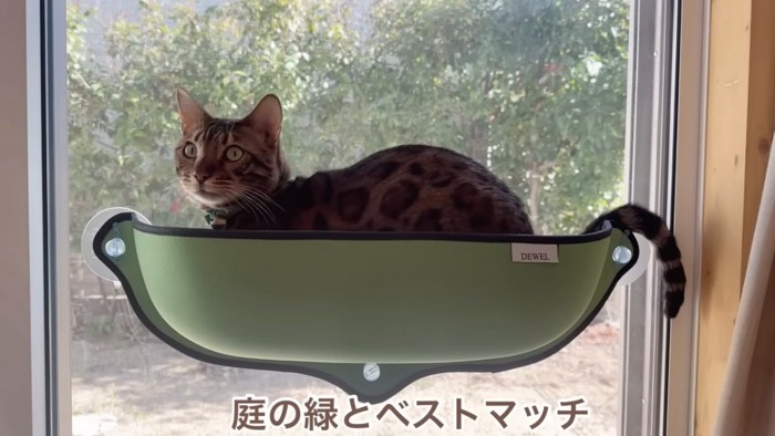 ハンモックで座る猫