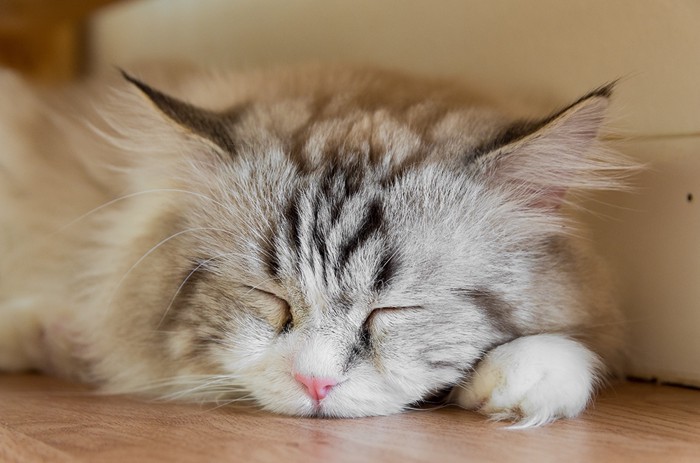 部屋でくつろぐ猫