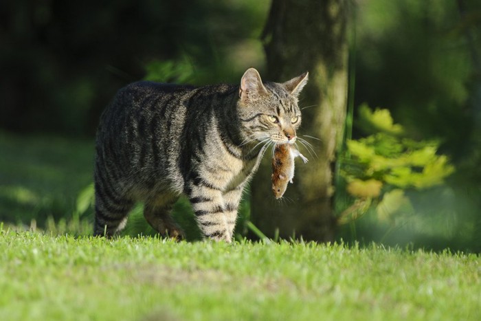 ネズミをくわえる猫