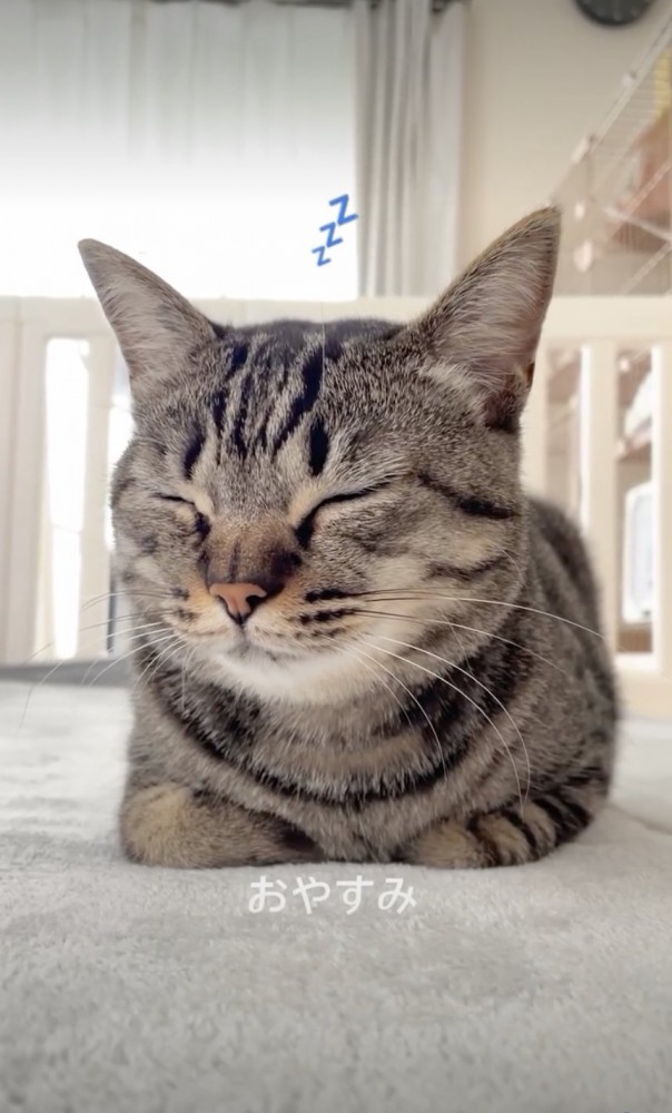 眠る猫
