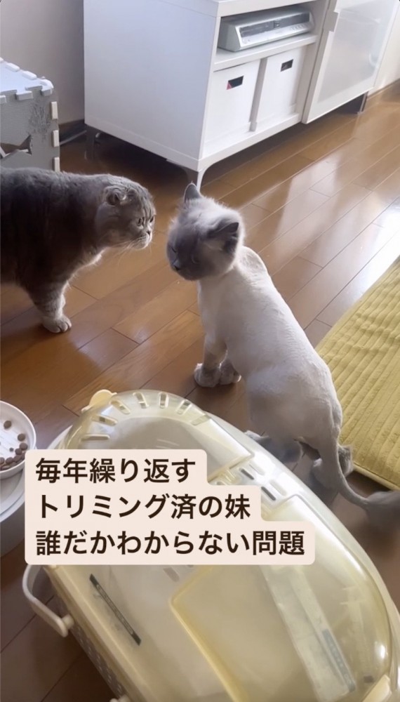 猫の顔をじっと見つめる猫