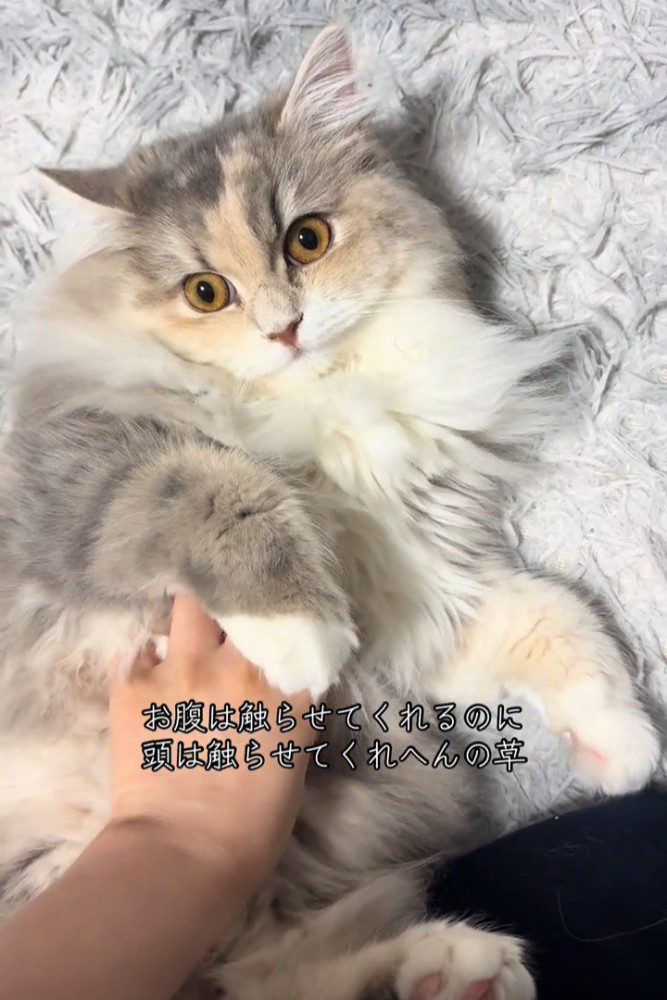 人を見る猫