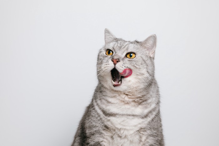口周りを舌で舐めている猫