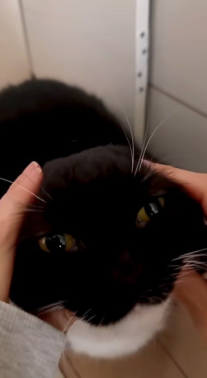 猫の顔を手で持ち上げる飼い主