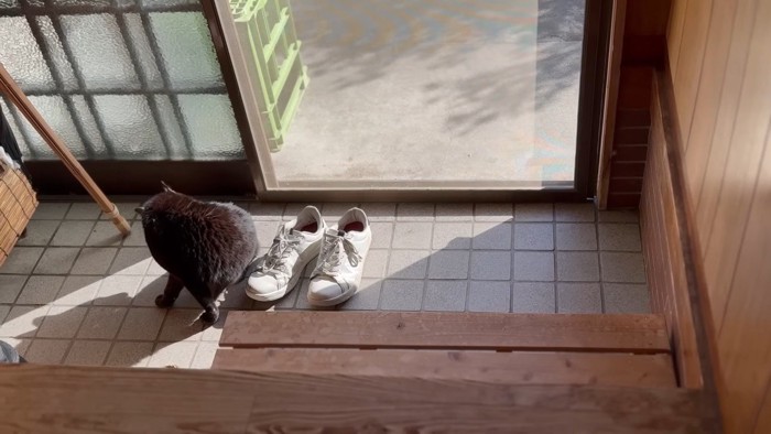 毛づくろいをする天くん