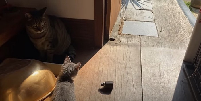 座る成猫と子猫