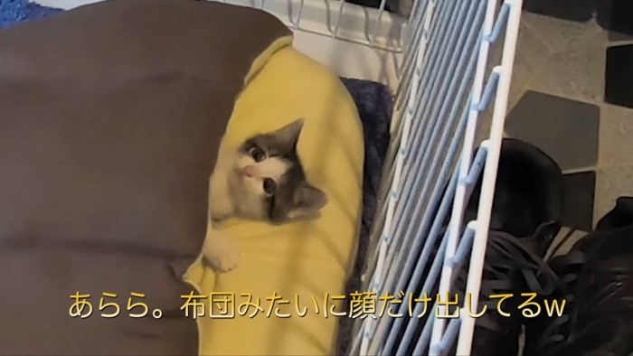 顔だけ出す子猫