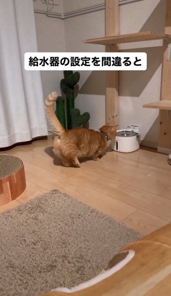 自動給水器に向かう猫